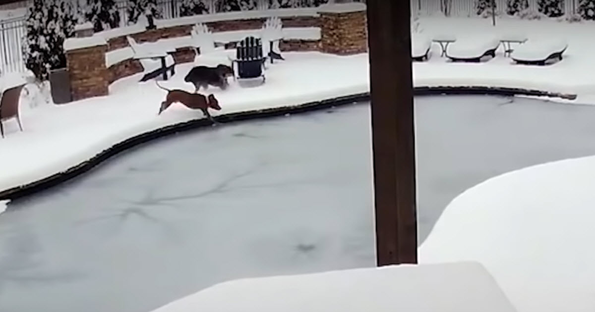 Lady Jumps Into Frozen Swimming Pool To Rescue Her Canine