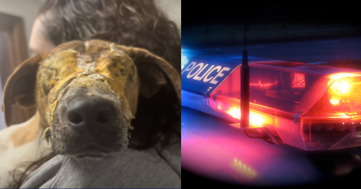 ‘Merciless’ Monsters Spray Foam In Canine’s Eyes, Police Are Looking For Suspects