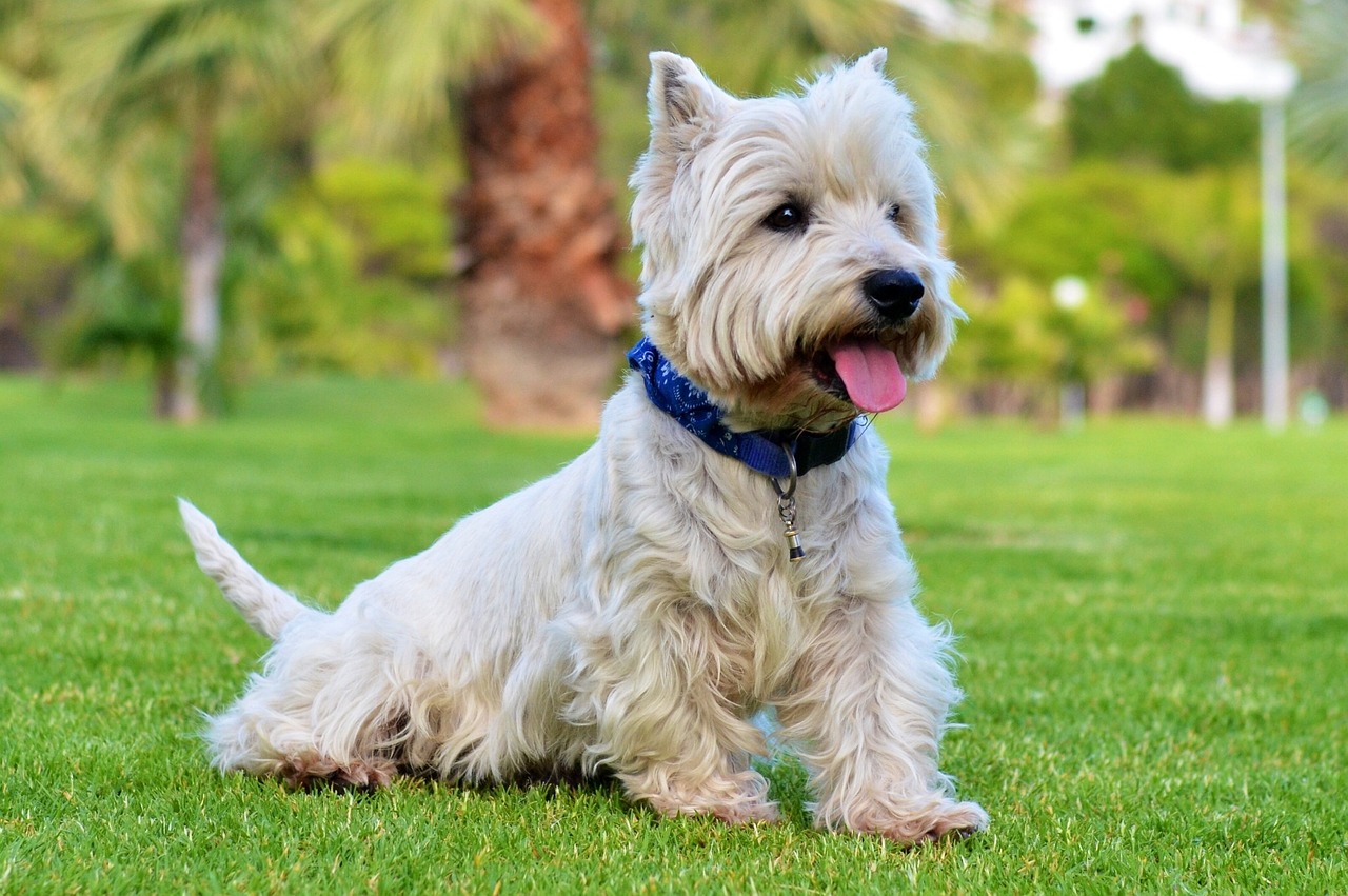 The 5 Love Languages of Westies