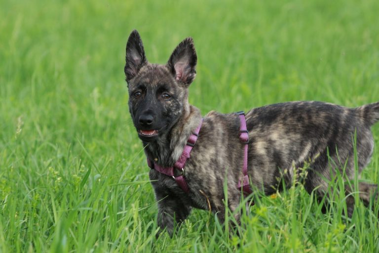 Male & Female Dutch Shepherd Weights & Heights by Age - iHeartDogs.com