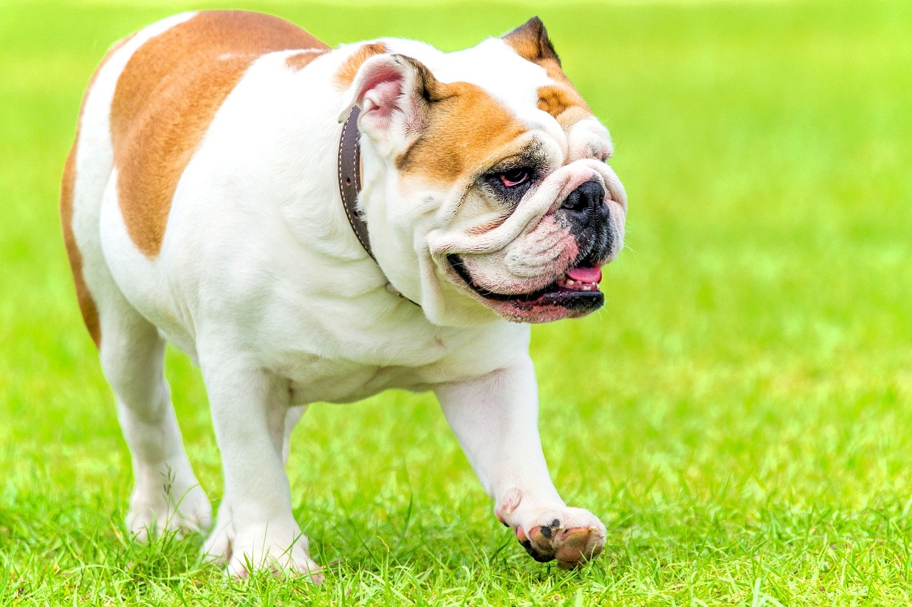 The 6 Most Unique Qualities of Bulldogs