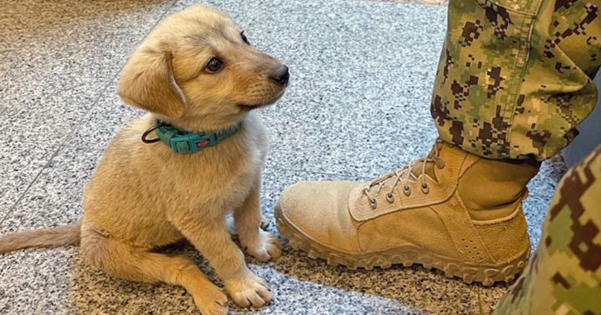 Stray Puppy Enters Naval Base Seeking A Soldier To Defend Him thumbnail