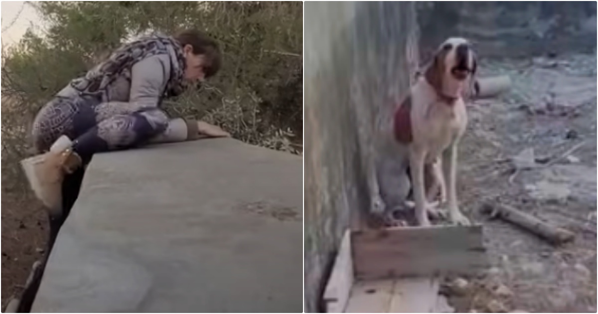 A Dog Stuck In A ‘Concrete Prison’ Cried-Out To Woman Walking Near thumbnail