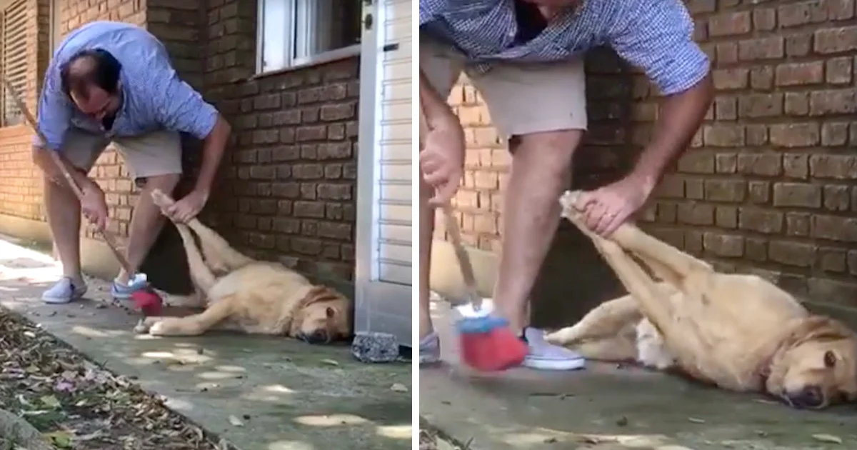 Man Trying To Do Chores Has To Sweep Around His ‘Lazy’ Dog thumbnail