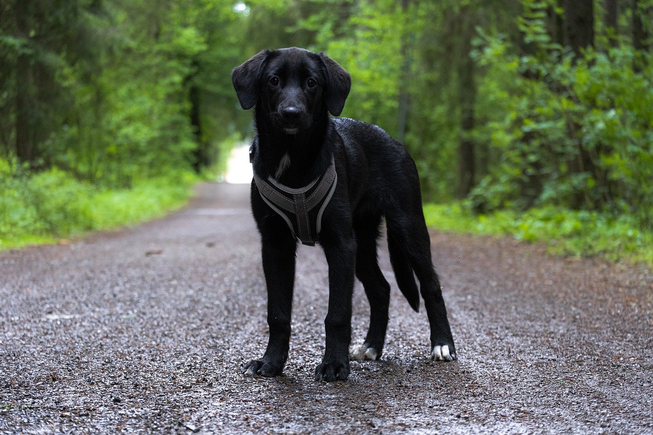 The 8 Cutest Black Dog Breeds