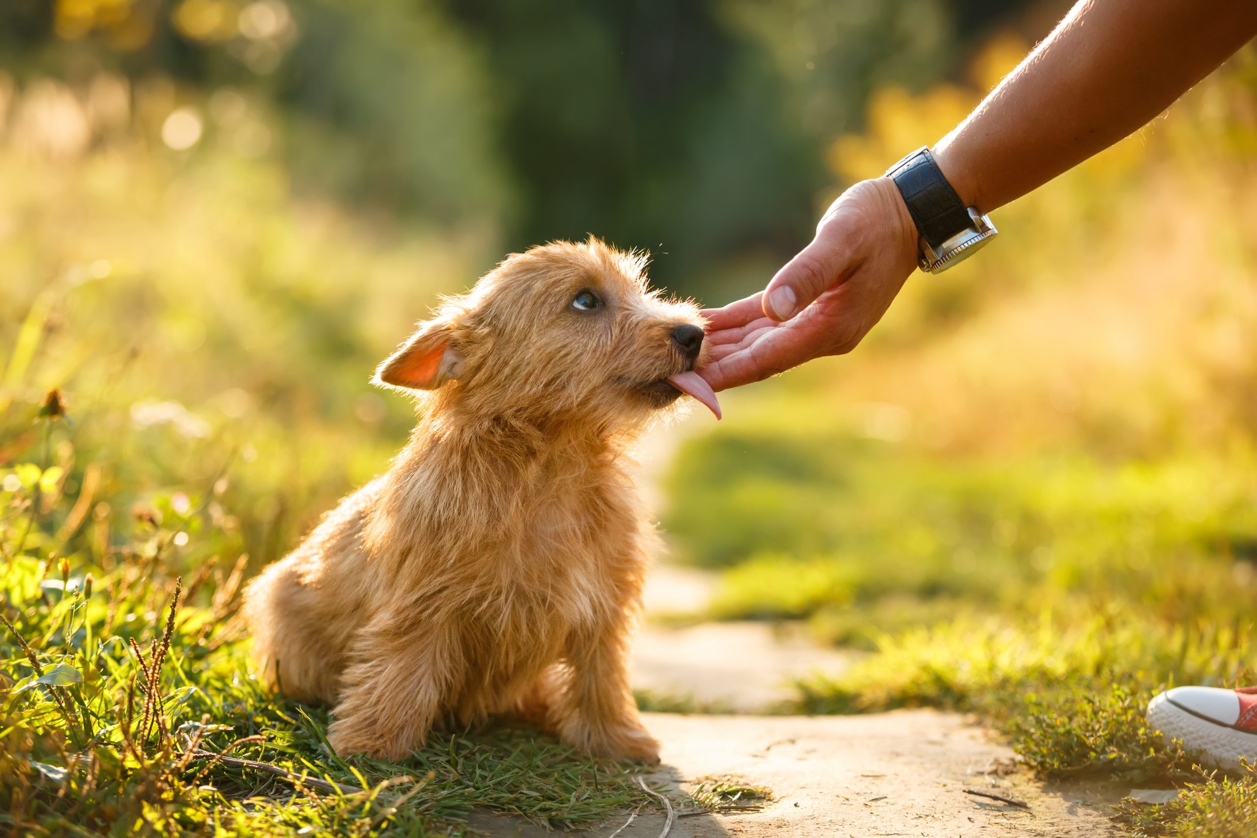 Norwich,Terrier,Puppy,Licking,Human,Hand,In,Autumn,Outdoor,Background