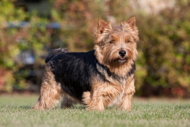 Norwich Terriers