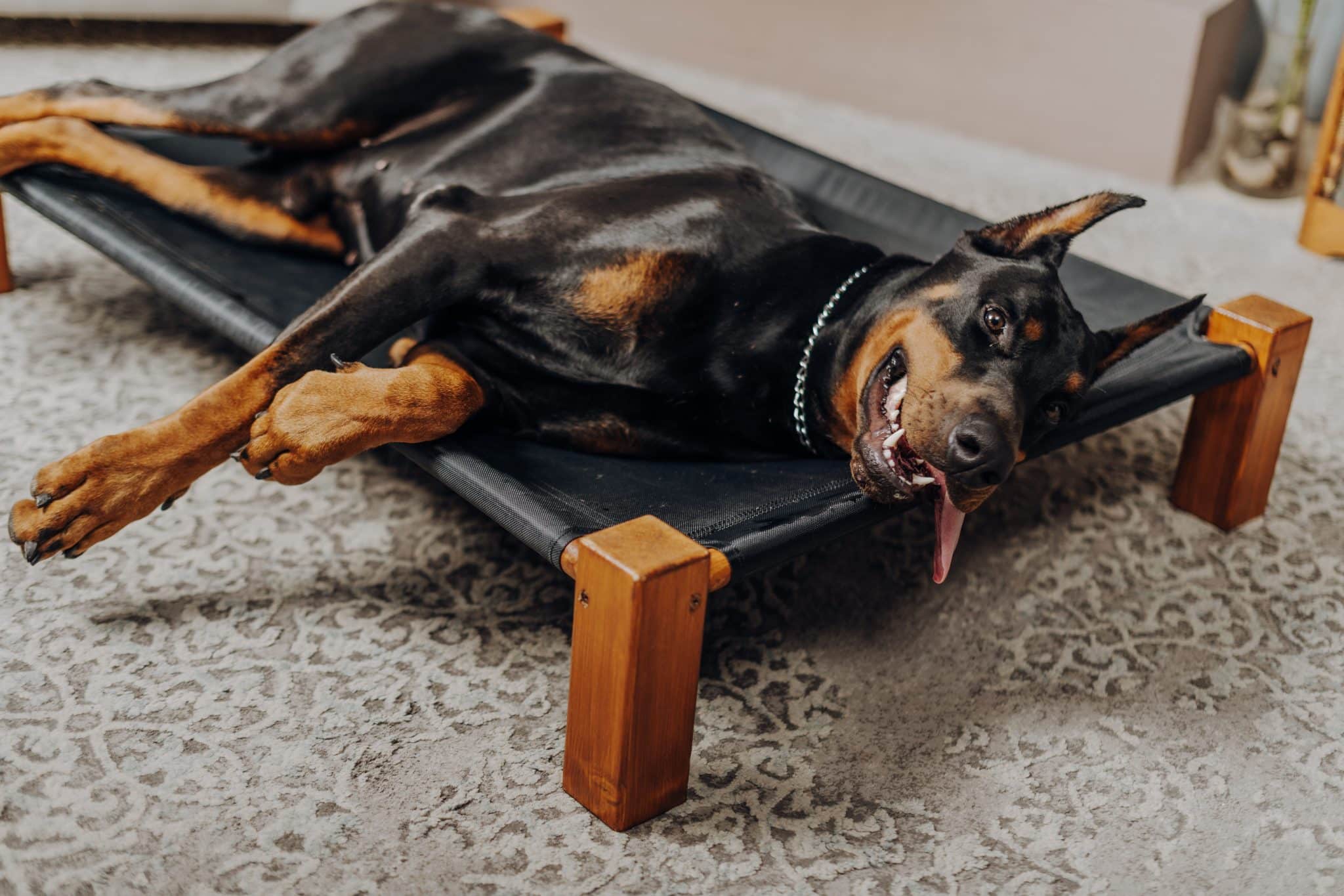Bedsure Jumbo Dog Bed – An Honest Review
