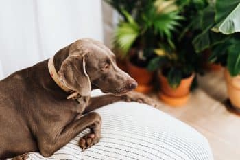 PetWireDaily — Bedsure Memory Foam Dog Bed – An Honest Review