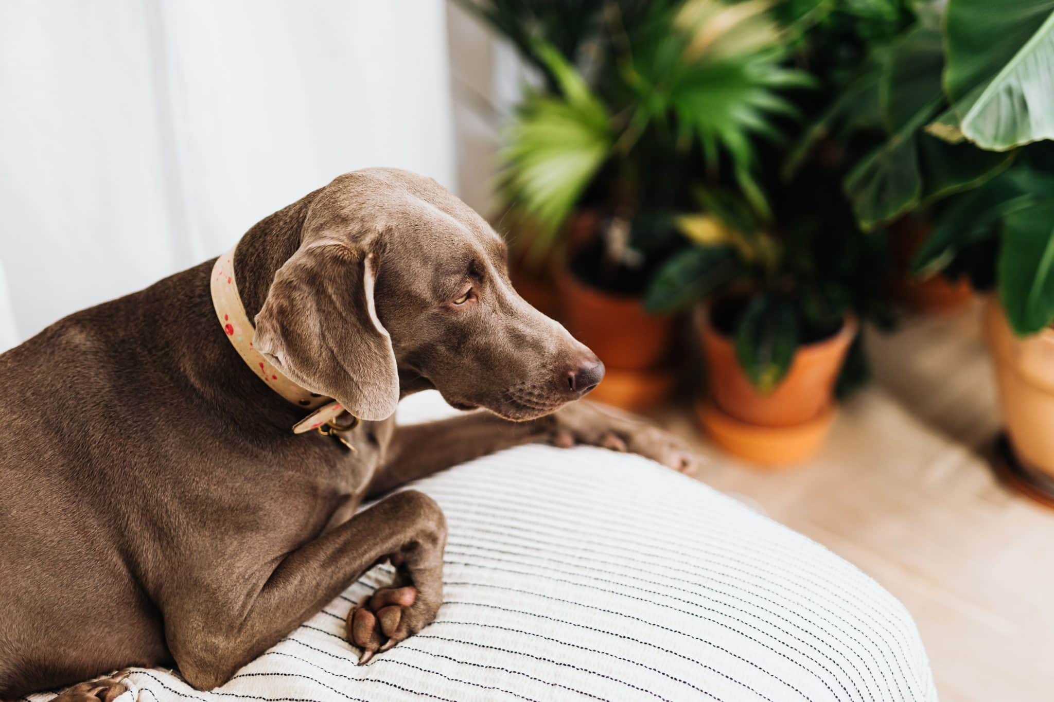 Bedsure Memory Foam Dog Bed – An Honest Review