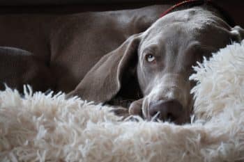 PetWireDaily — Bedsure Calming Dog Bed – An Honest Review