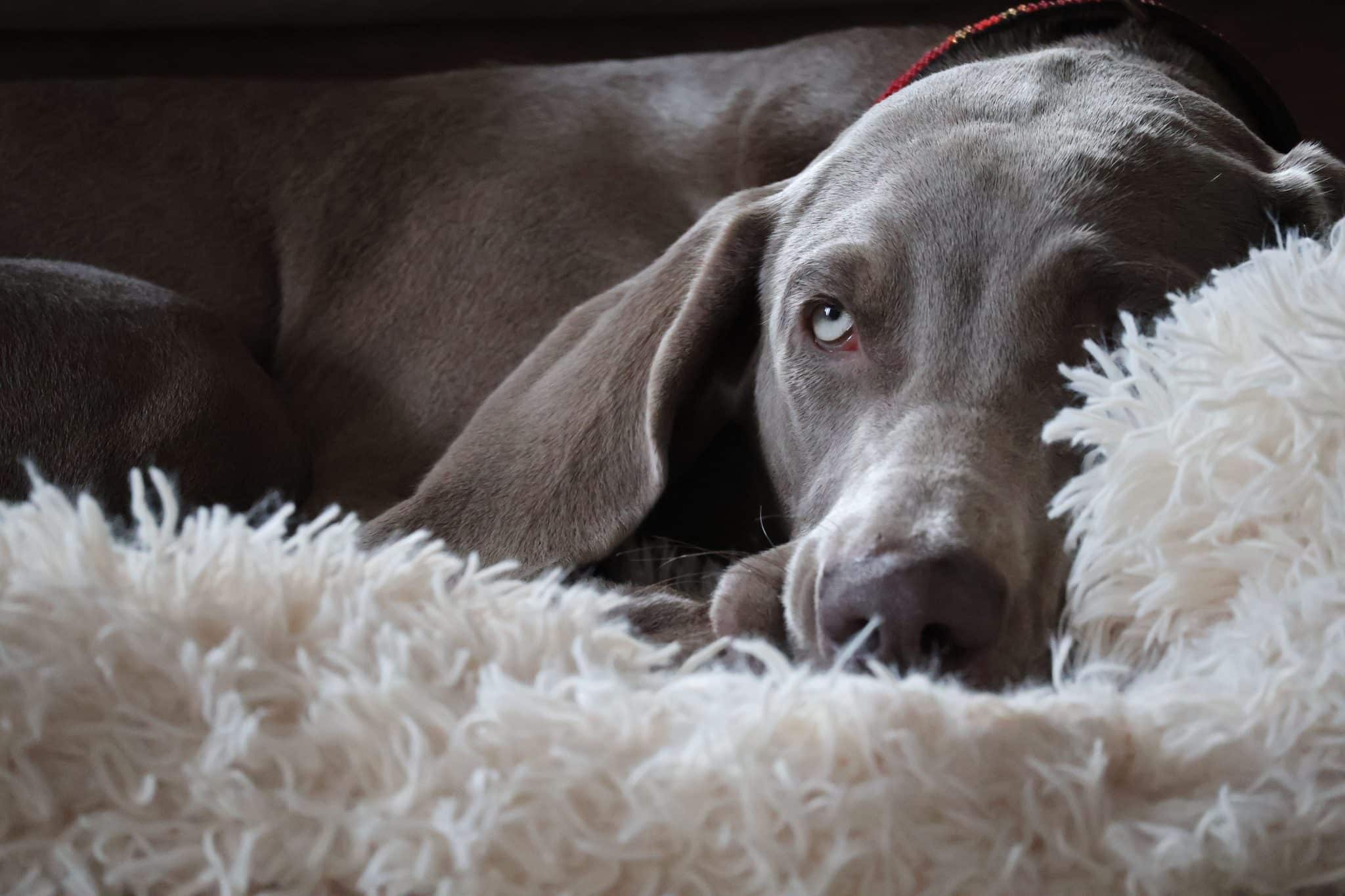 Bedsure Calming Dog Bed – An Honest Review