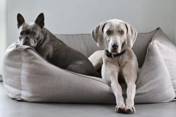 PetWireDaily — Bedsure Orthopedic Dog Bed – An Honest Review