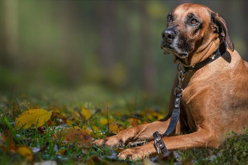 The History and Origin of the Rhodesian Ridgeback: A Comprehensive Look
