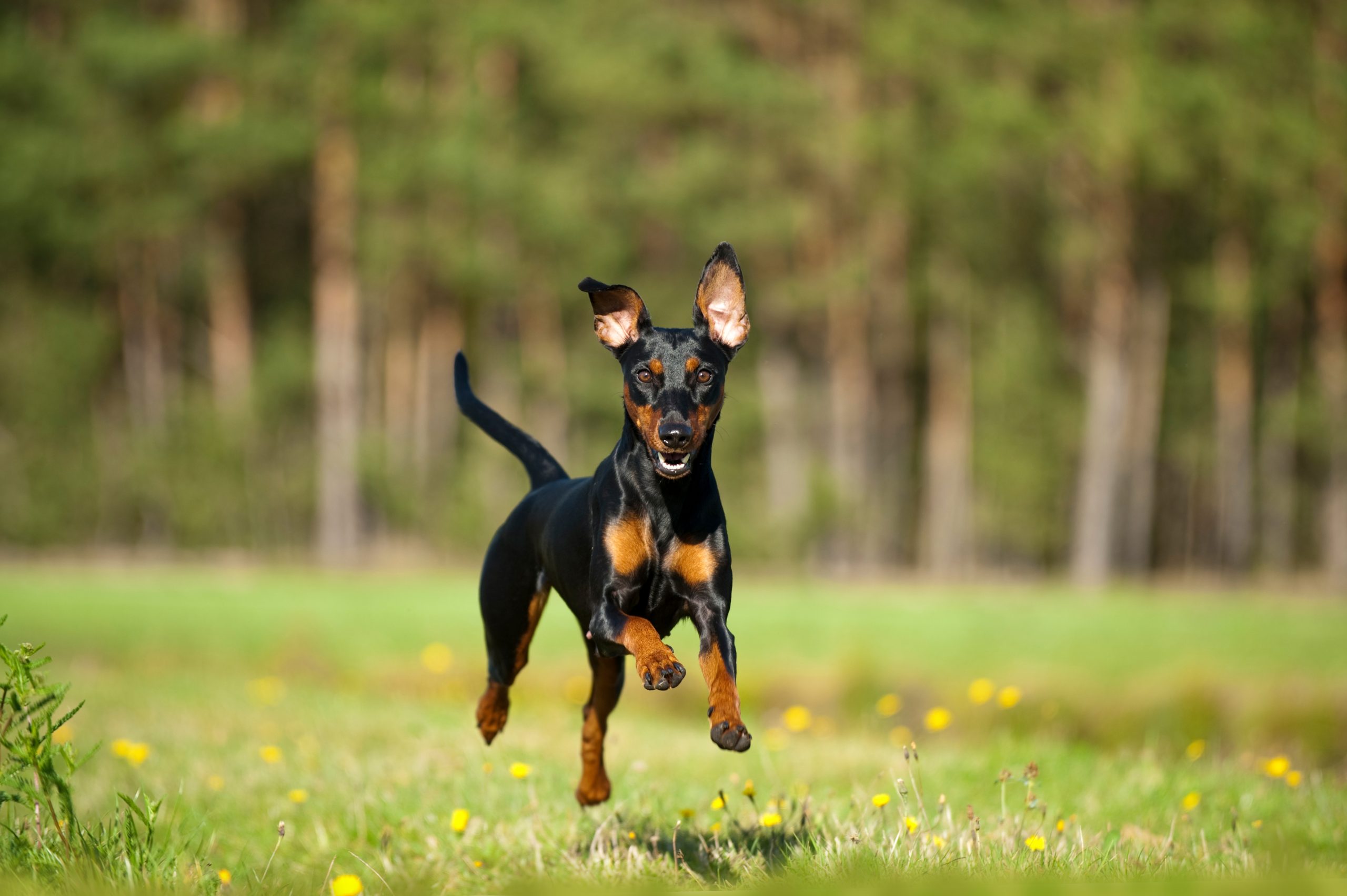 German,Pinscher,Dog,Running,In,A,Summer,Meadow