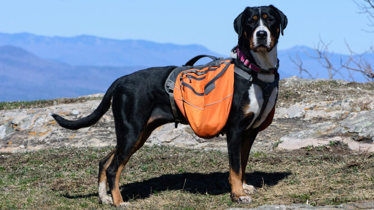 Greater Swiss Mountain Dog