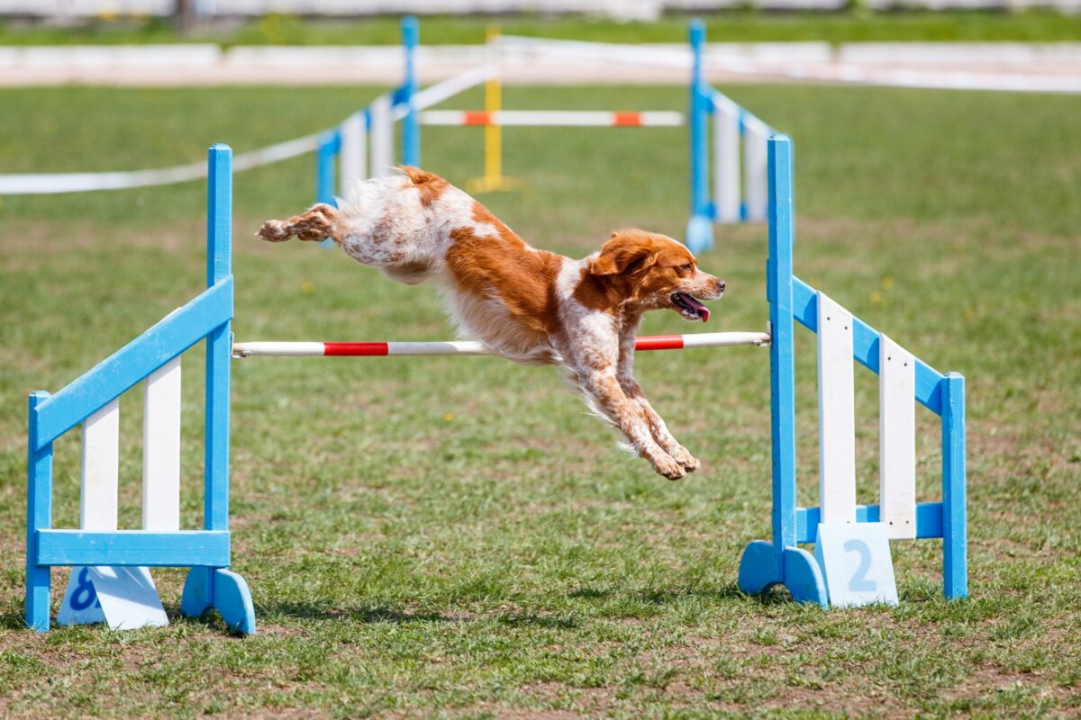 Brittany,Dog,Jumping,Over,Hurdle,In,Agility,Competition