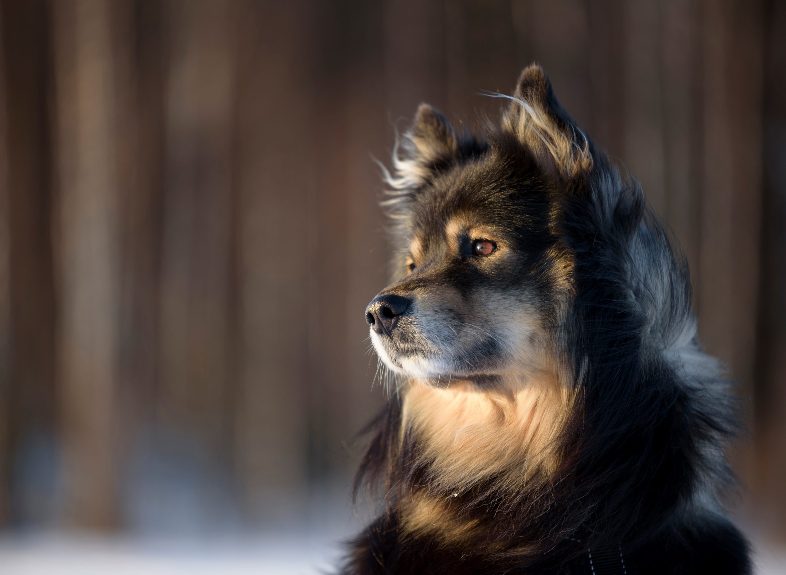Portrait,Of,A,Finnish,Lapphund