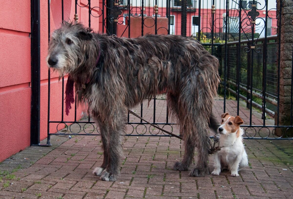 Irish,Wolfhound,And,Jack,Russell,Waiting,On,Sidewalk