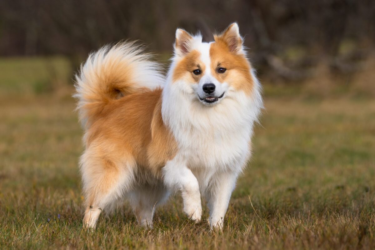 Icelandic Sheepdog