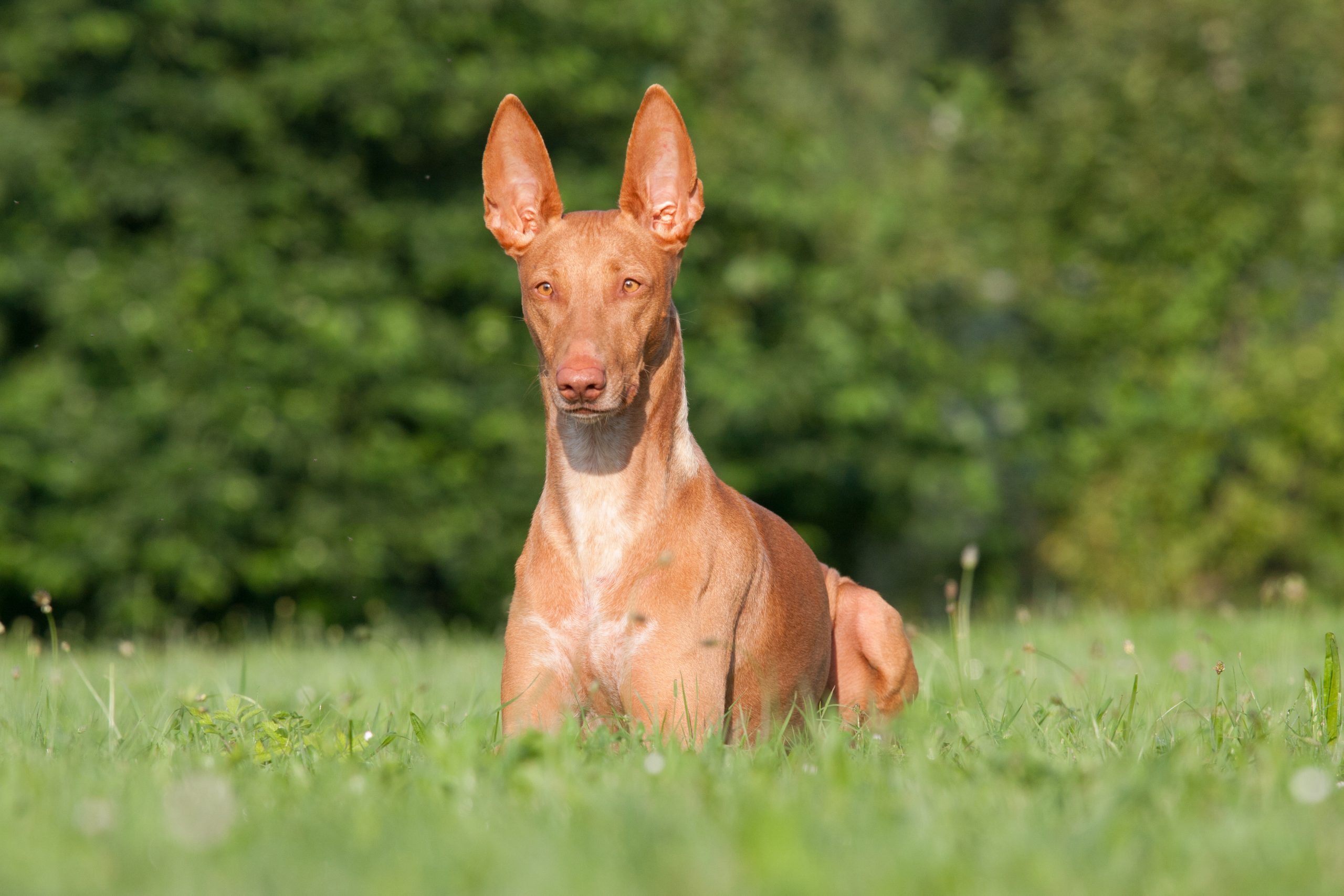 Ultimate Pharaoh Hound Puppy Shopping List: Checklist of 23 Must-Have Items