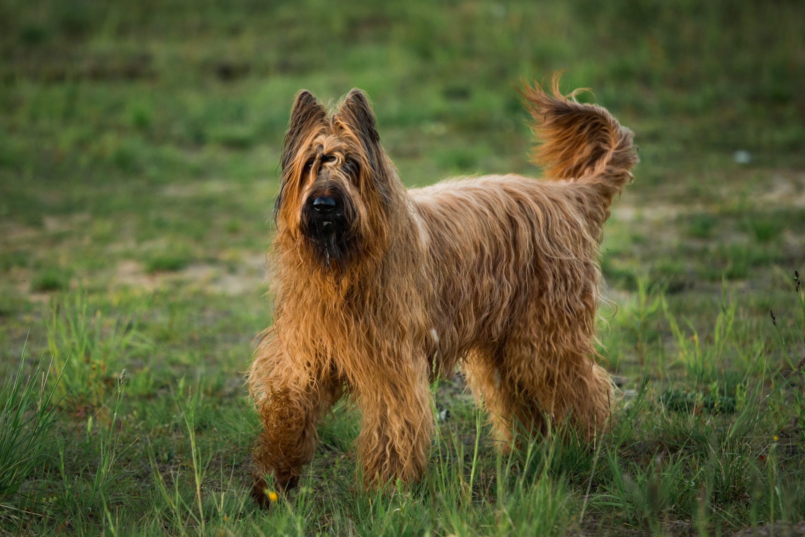 Berger,De,Brie,Briard,Dog,At,Walk,On,A,Meadow,