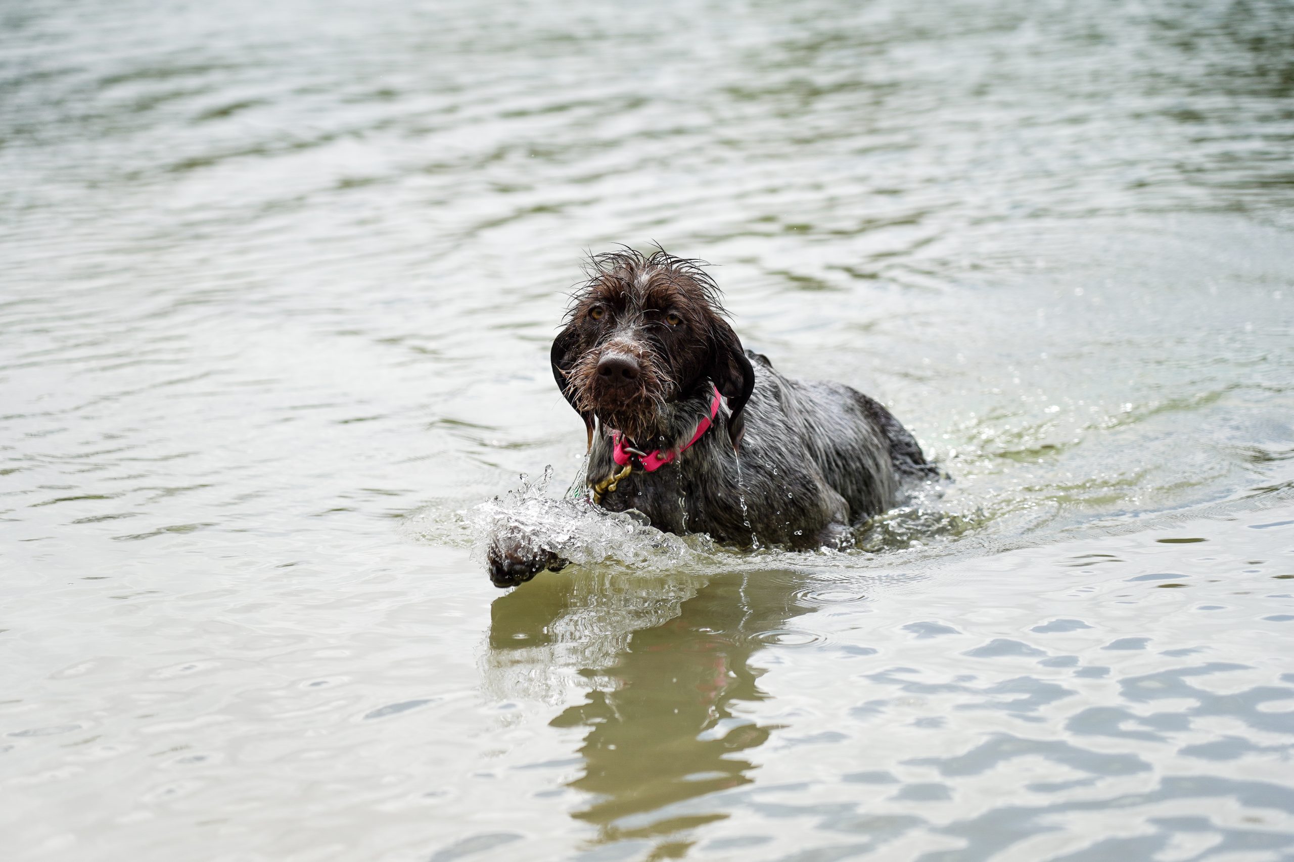 Swimming,Puppy.,Her,Breed,Is,A,Wirehaired,Pointing,Griffon