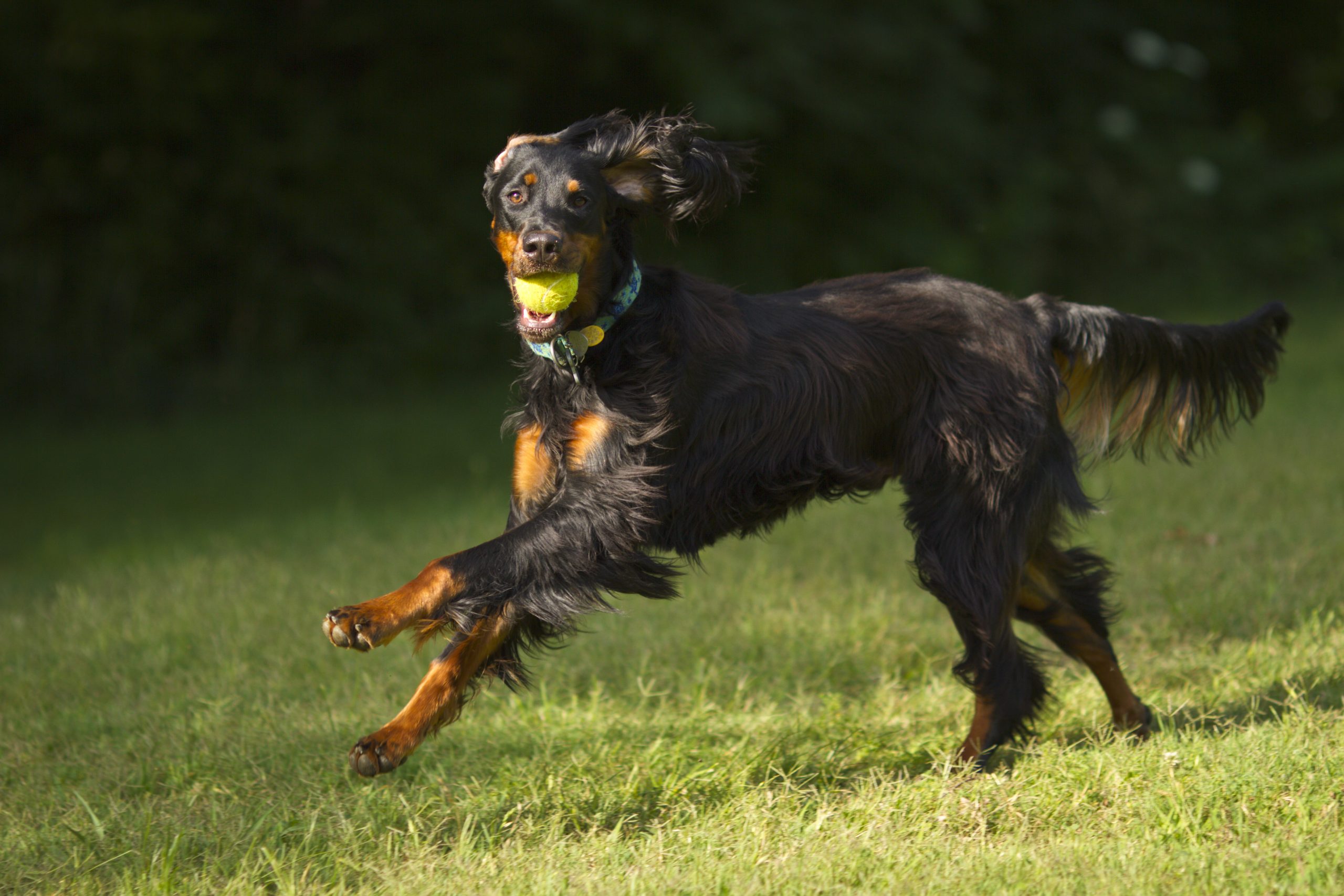 Gordon,Setter,Dog,Running,With,Tennis,Ball,In,Mouth.