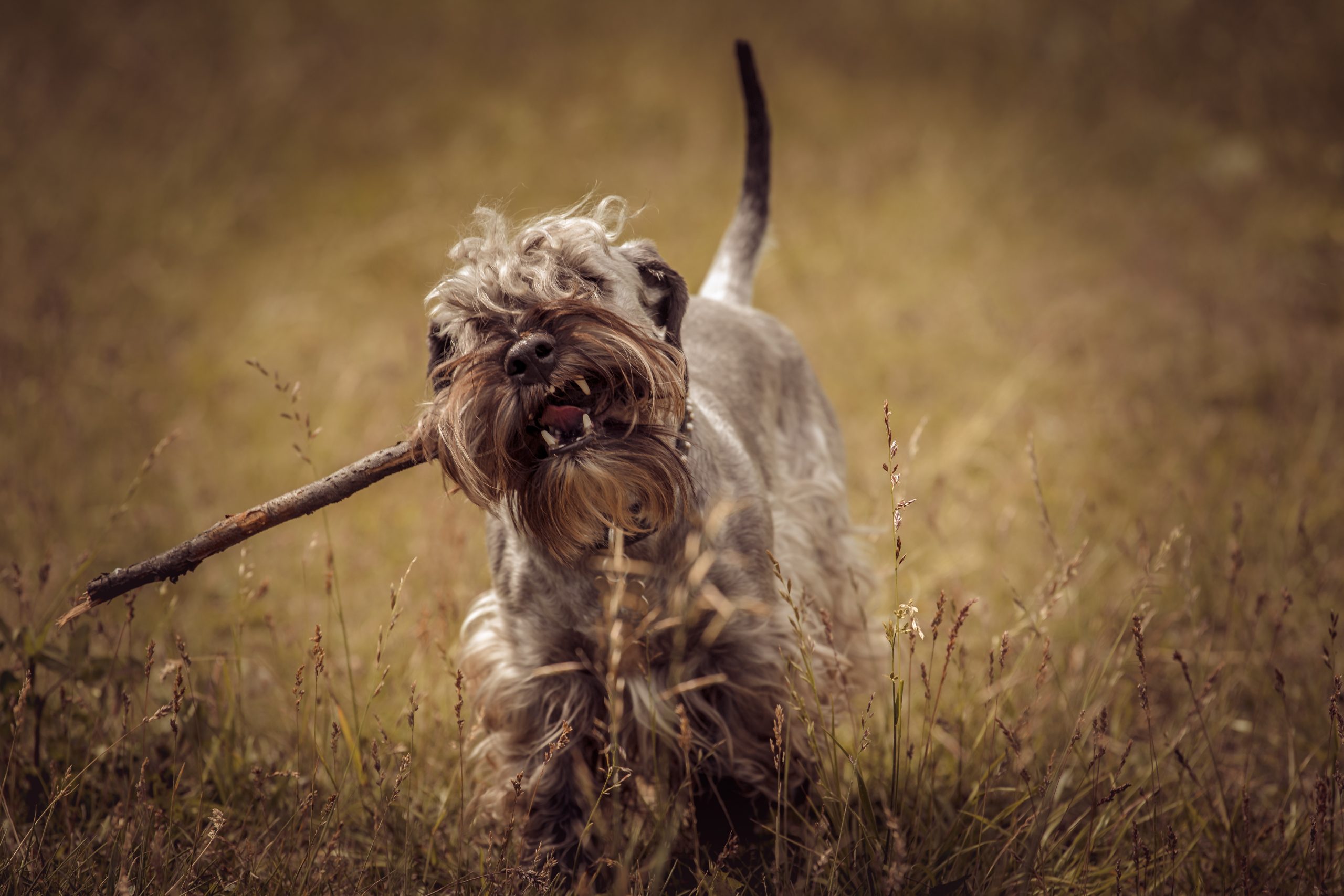 The,Cesky,Terrier,Is,Playing,And,Chewing,On,A,Stick