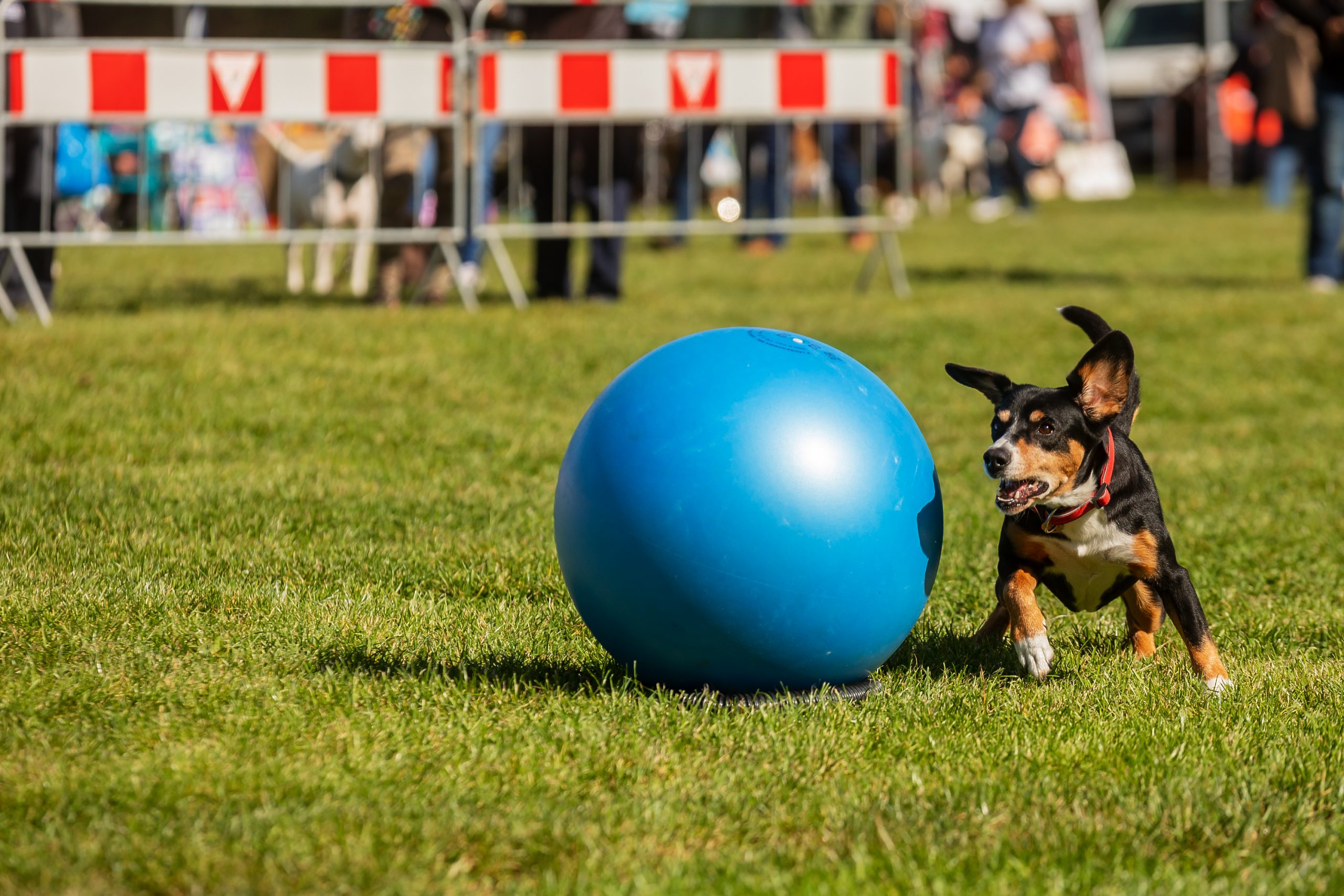 Entlebucher,Mountain,Dog,,Is,Playing,With,Big,Ball,,Treibball