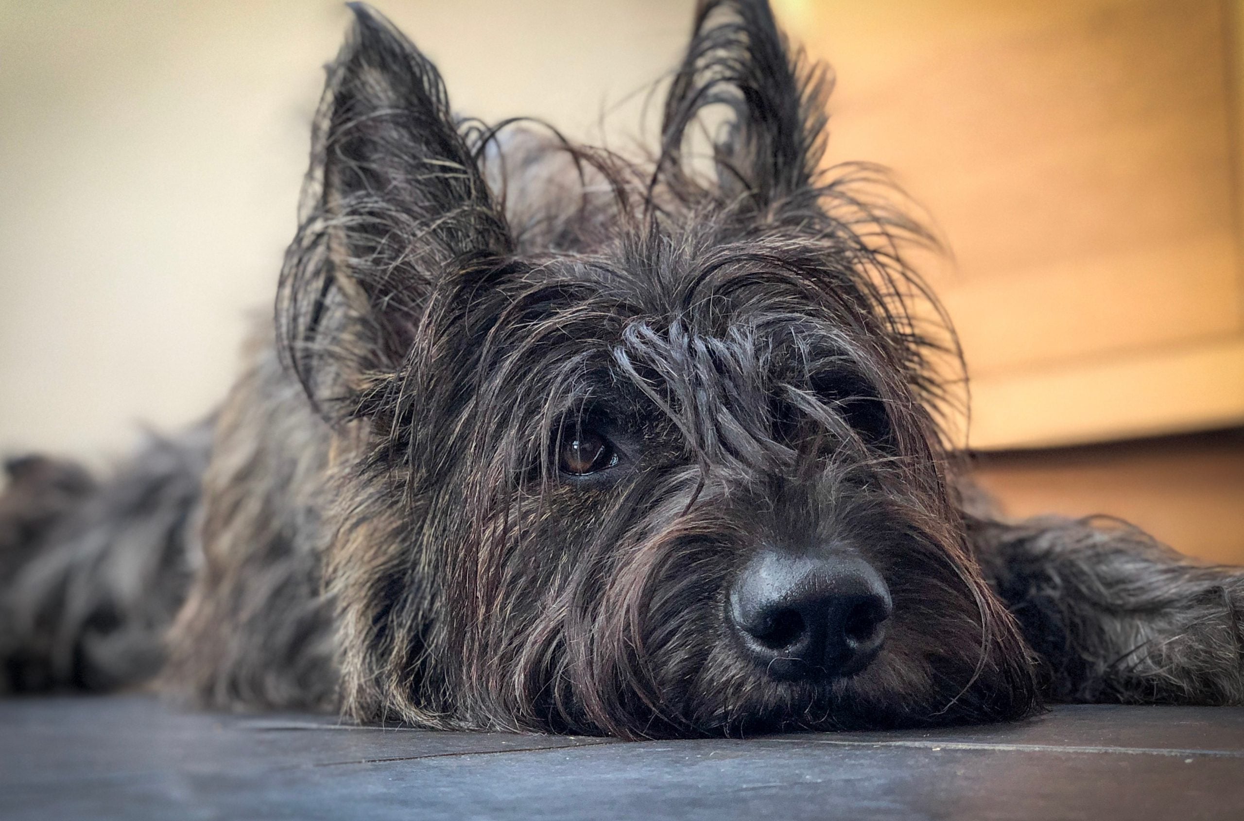 Berger Picard with upright ears and a tousled coat that creates a charming wolfish silhouette.