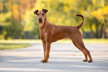 Irish Terrier standing alert, showcasing its fiery spirit.
