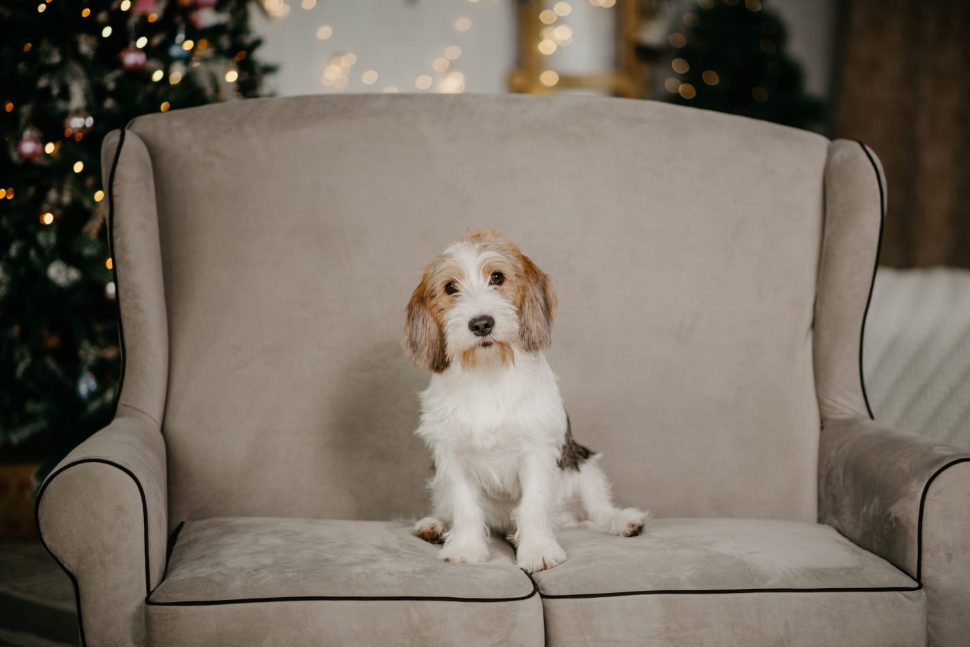 Petit Basset Griffon Vendéen