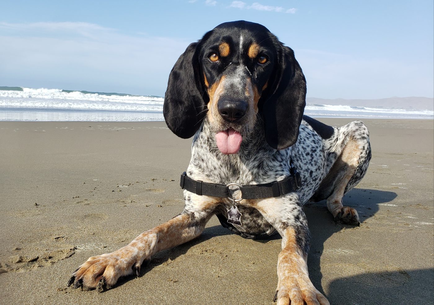Cost of a Bluetick Coonhound Puppy by US Region [2024]