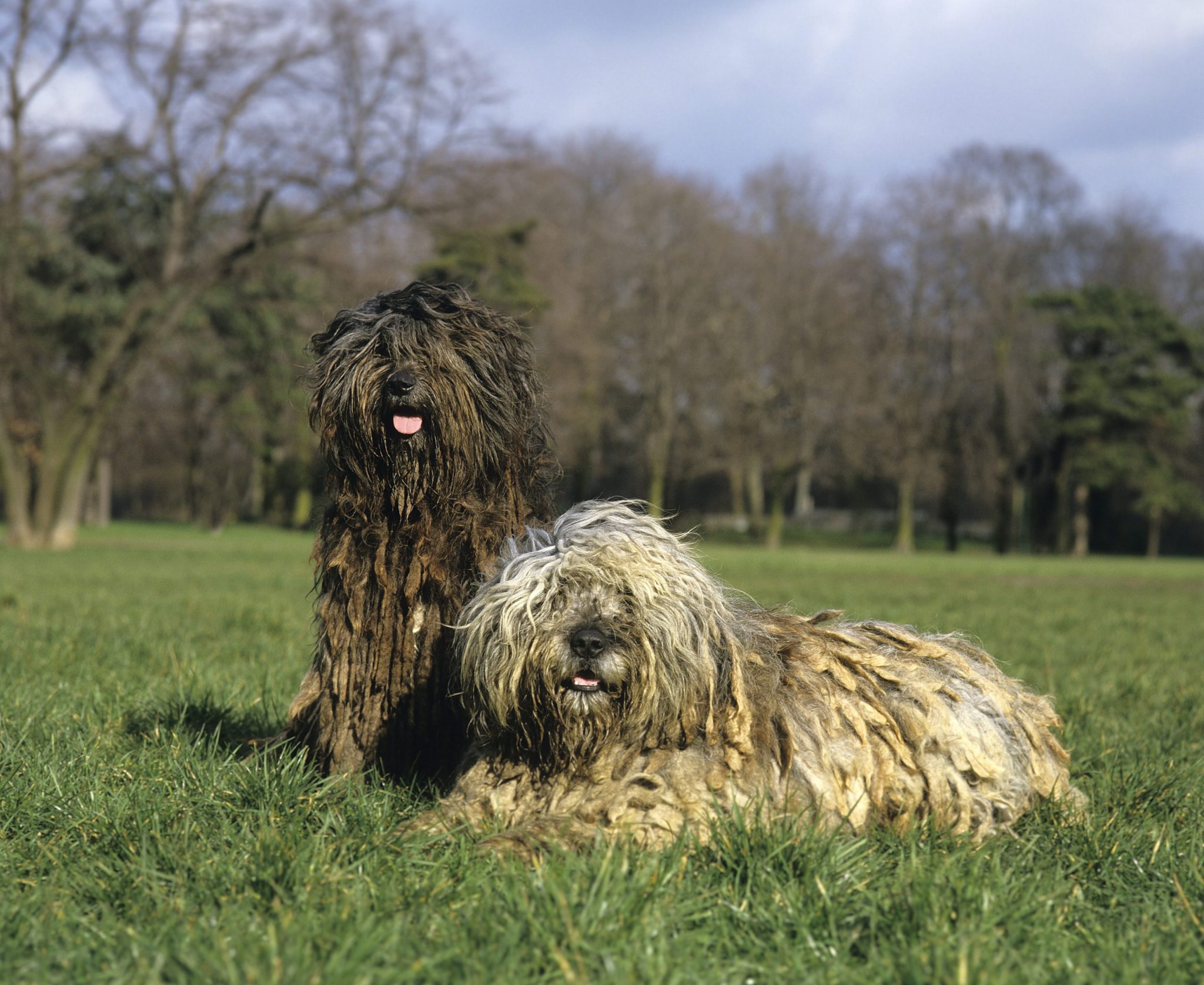 Bergamasco,Sheepdog,Or,Bergamese,Shepherd,,Adults,Laying,On,Grass
