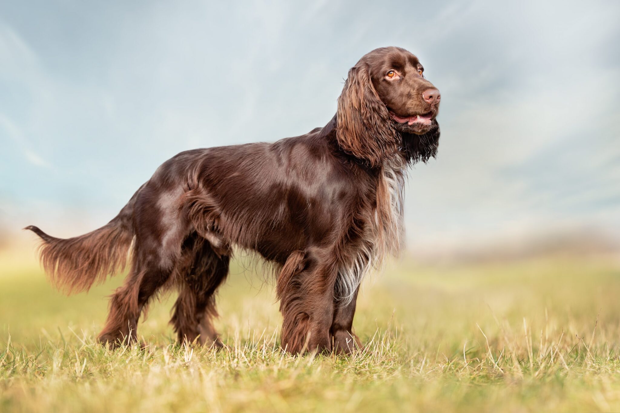 Field Spaniel