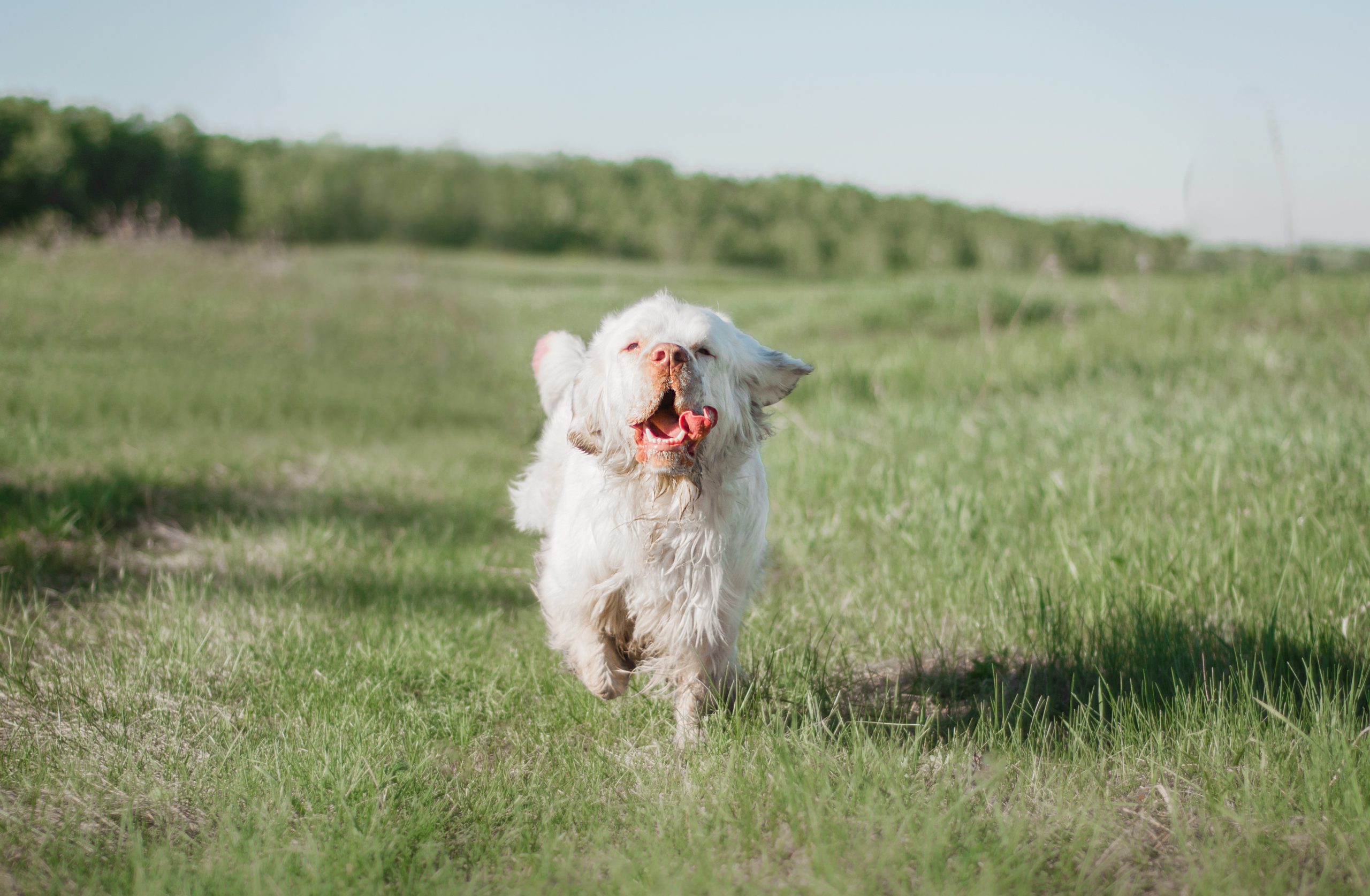 Happy,White,Dog,Clumber,Spaniel,Runs,On,A,Meadow,In