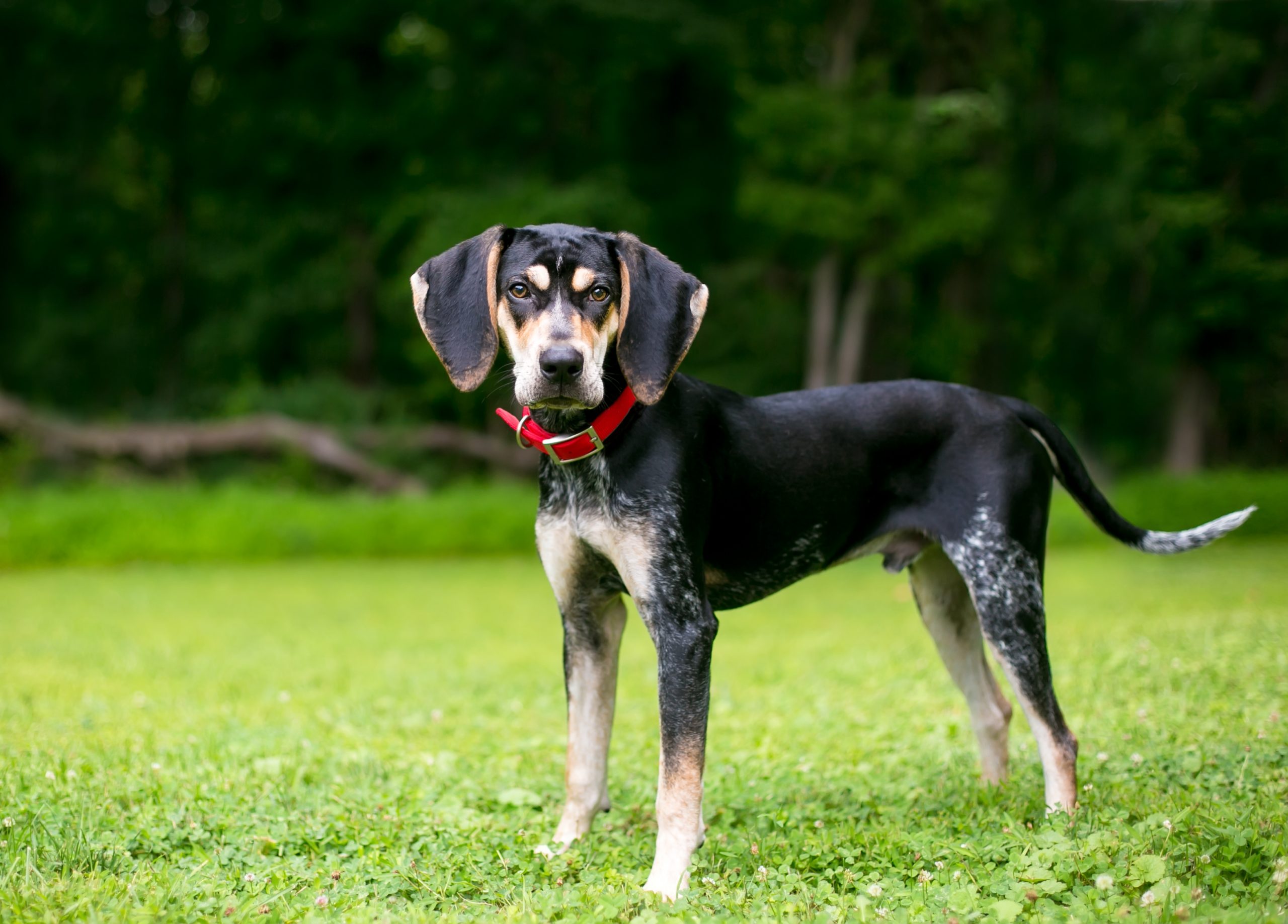 A,Bluetick,Coonhound,Dog,Outdoors,Wearing,A,Red,Collar,And
