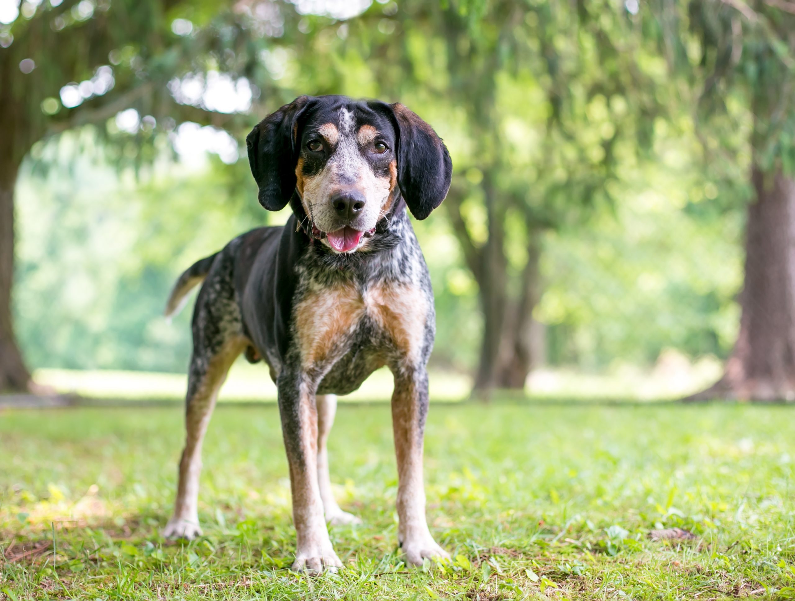 Ultimate Bluetick Coonhound Puppy Shopping List: Checklist of 23 Must-Have Items