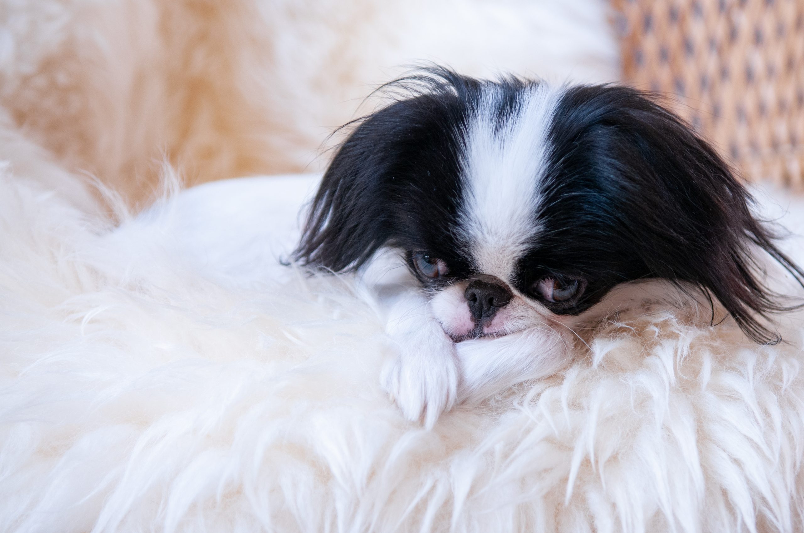 Dog,Japanese,Chin,Posed,With,Accessoires,In,The,Photo,Studio