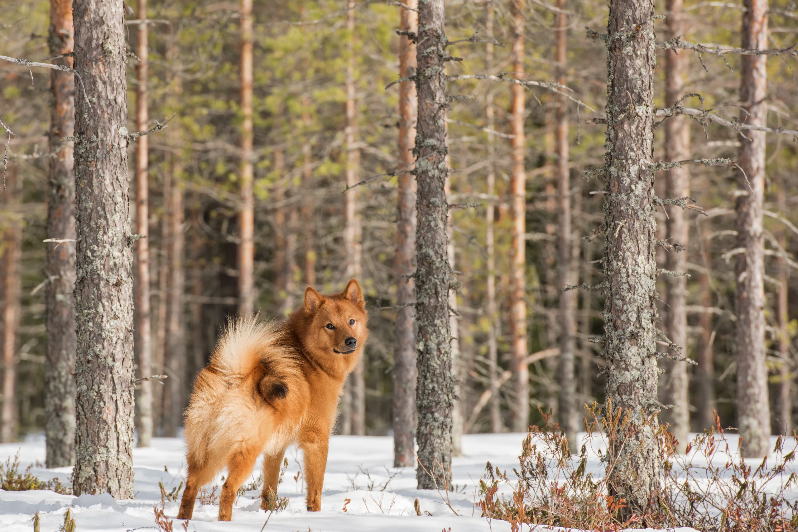 The,Majestic,And,Beautiful,Fluffy,Brown,Finnish,Spitz,On,The