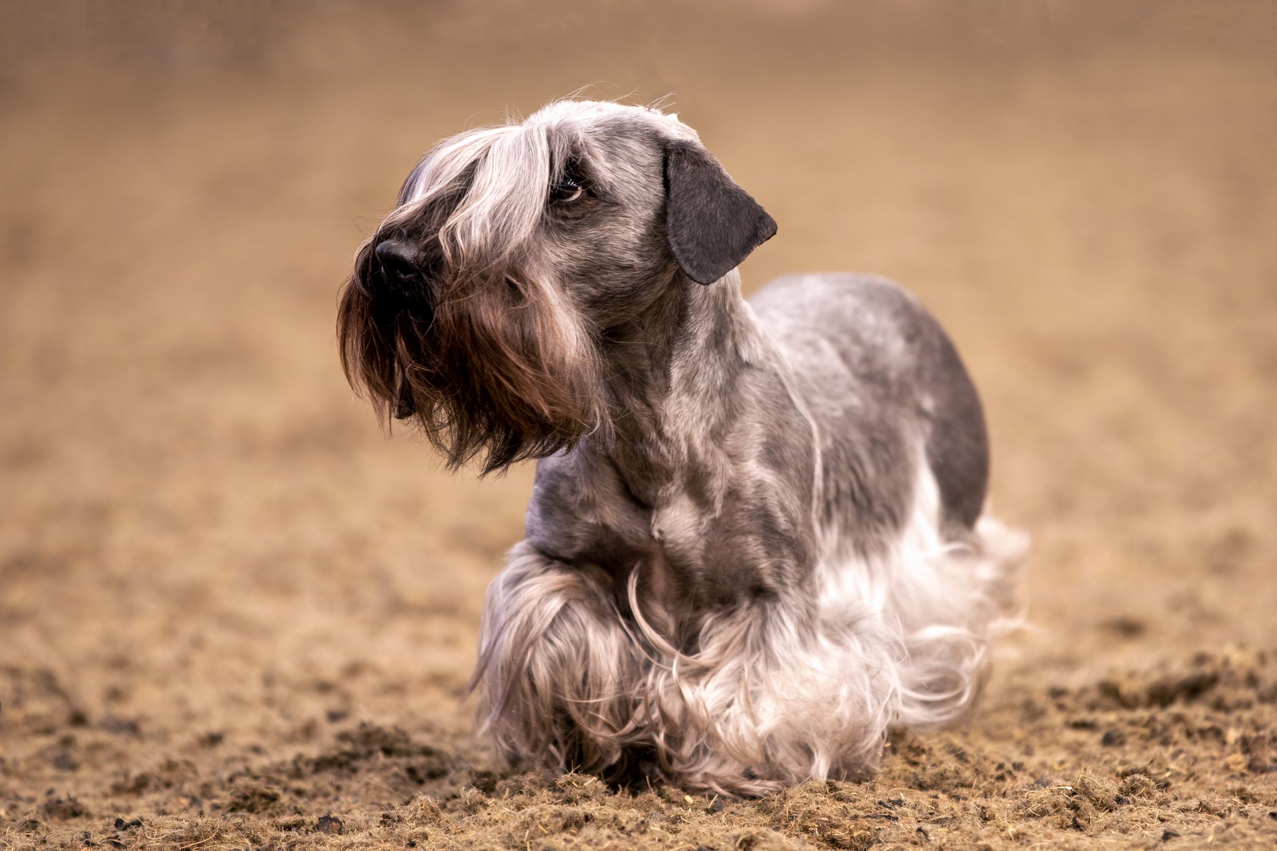 Cesky,Terrier,At,A,Dog,Show