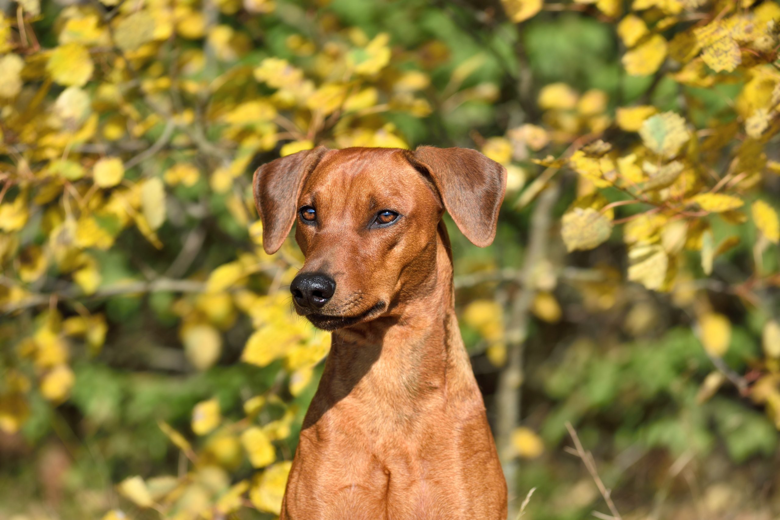 Portrait,Of,Brown,German,Pinscher,On,A,Yellow,Autumn,Leaves