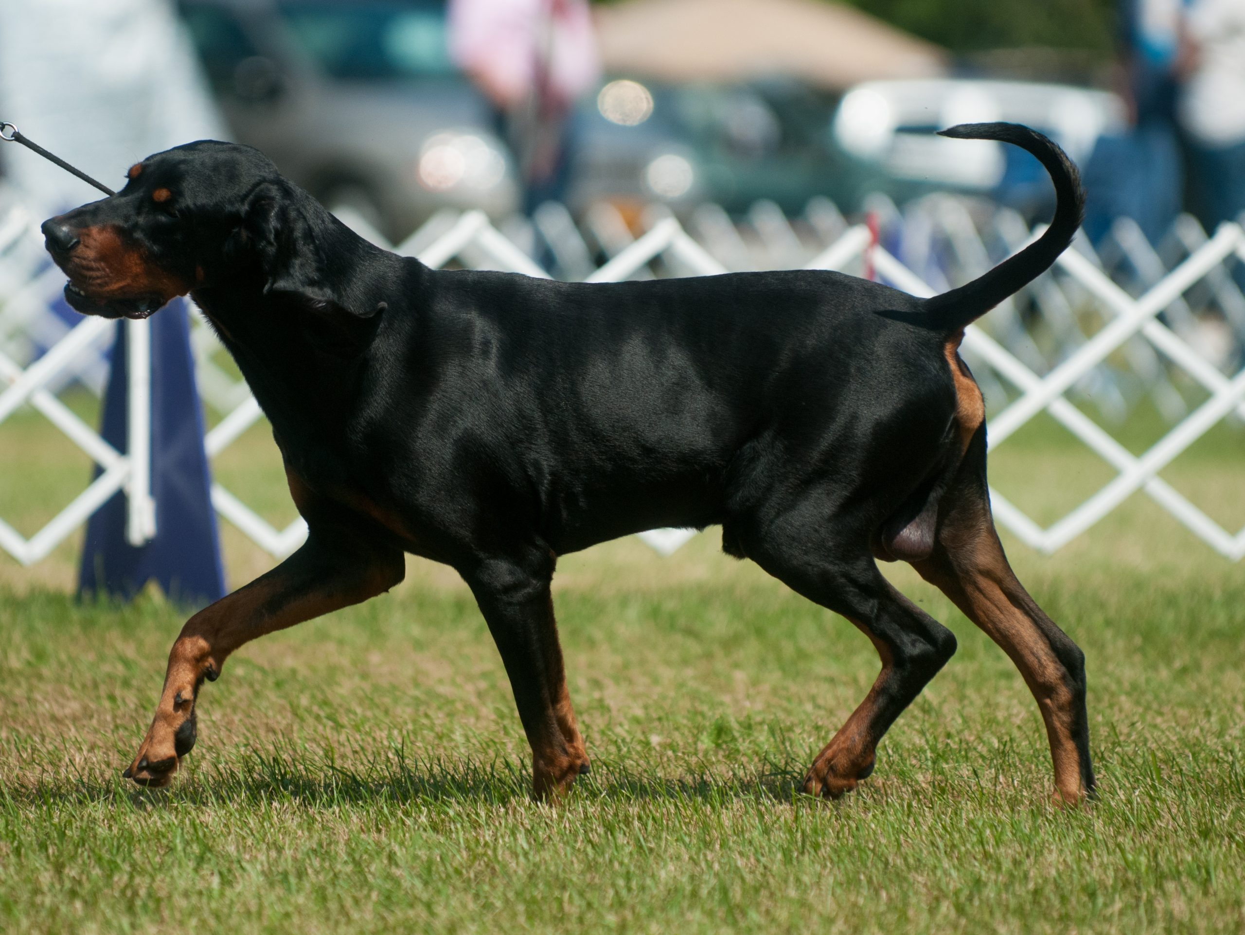 Black and Tan Coonhound