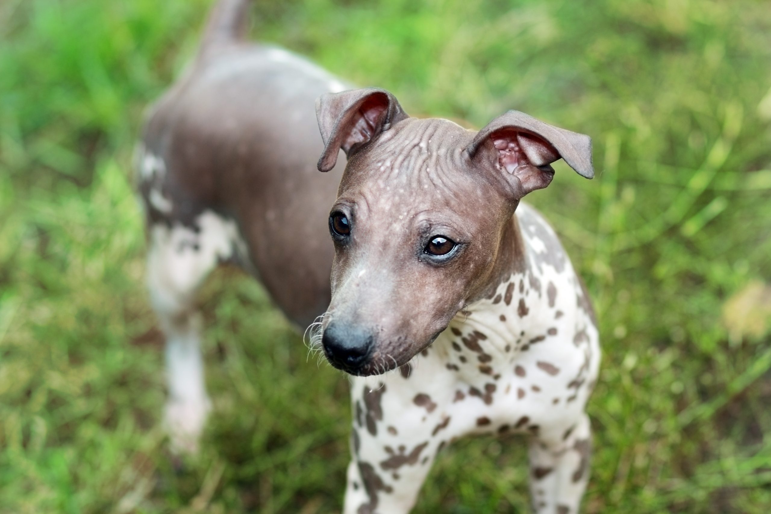 Cost of an American Hairless Terrier Puppy by US Region [2024] thumbnail