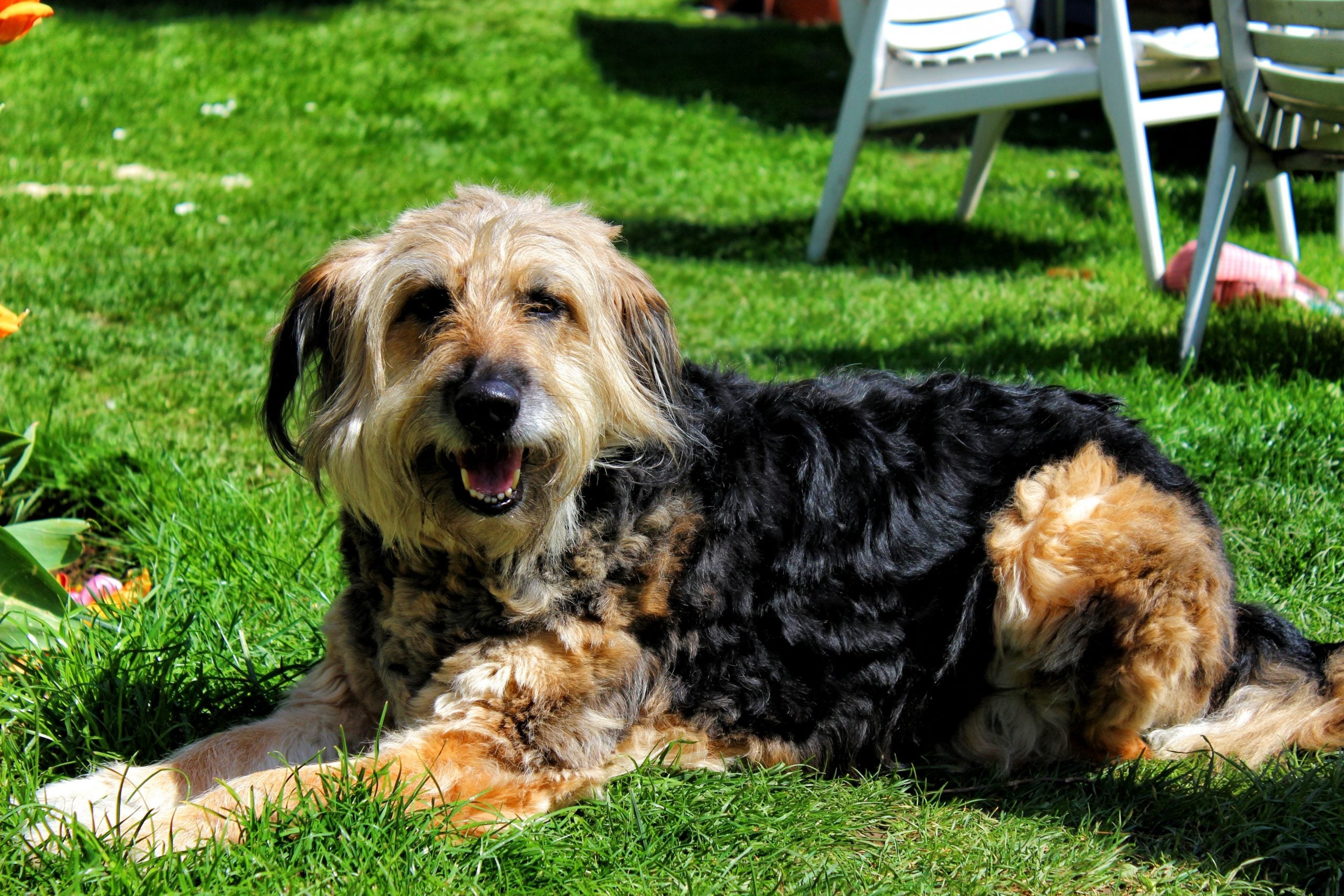 Otterhound with a shaggy coat and wild beard that enhances its lovable, untamed look.