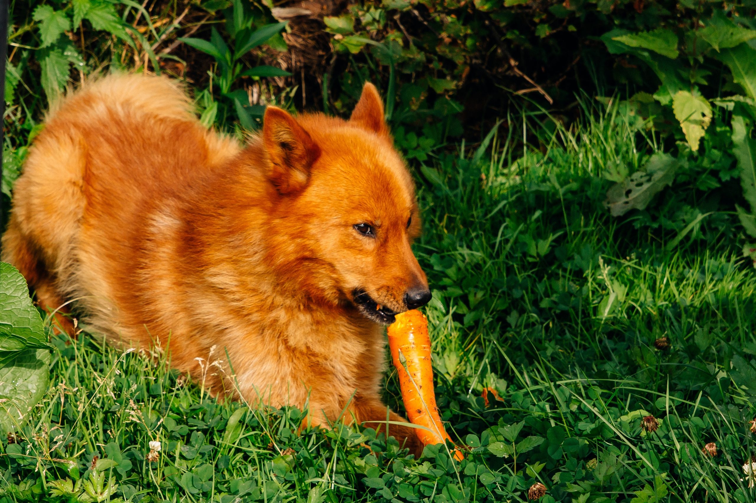 Pet.,A,Red-haired,Dog.,Finnish,Spitz.,The,Background,Is,A