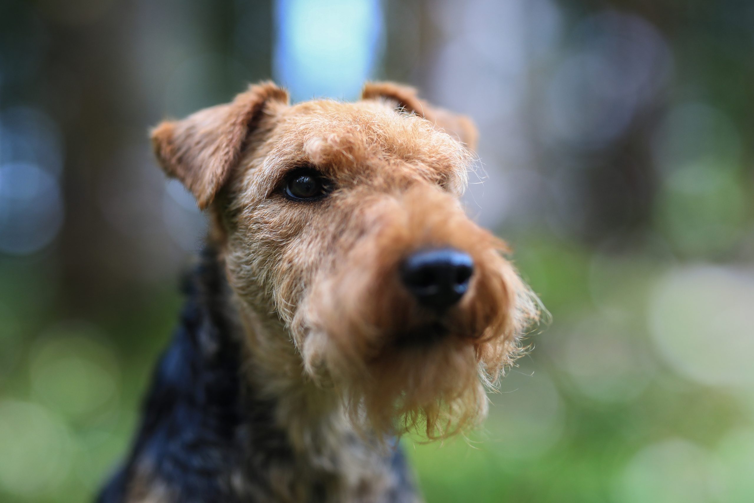 Portrait,Of,A,Cute,Female,Welsh,Terrier,Hunting,Dog,,Posing