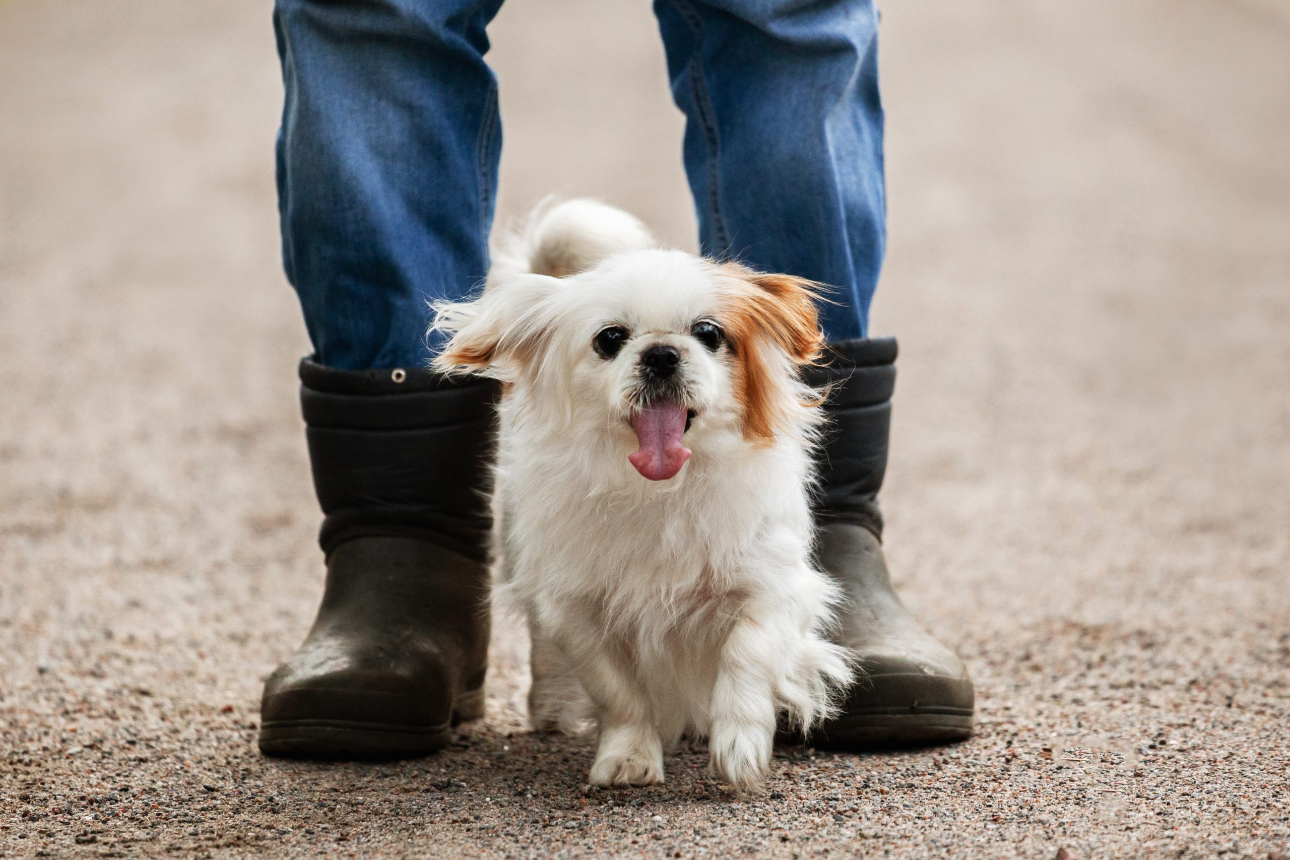 Male & Female Japanese Chin Weights & Heights by Age