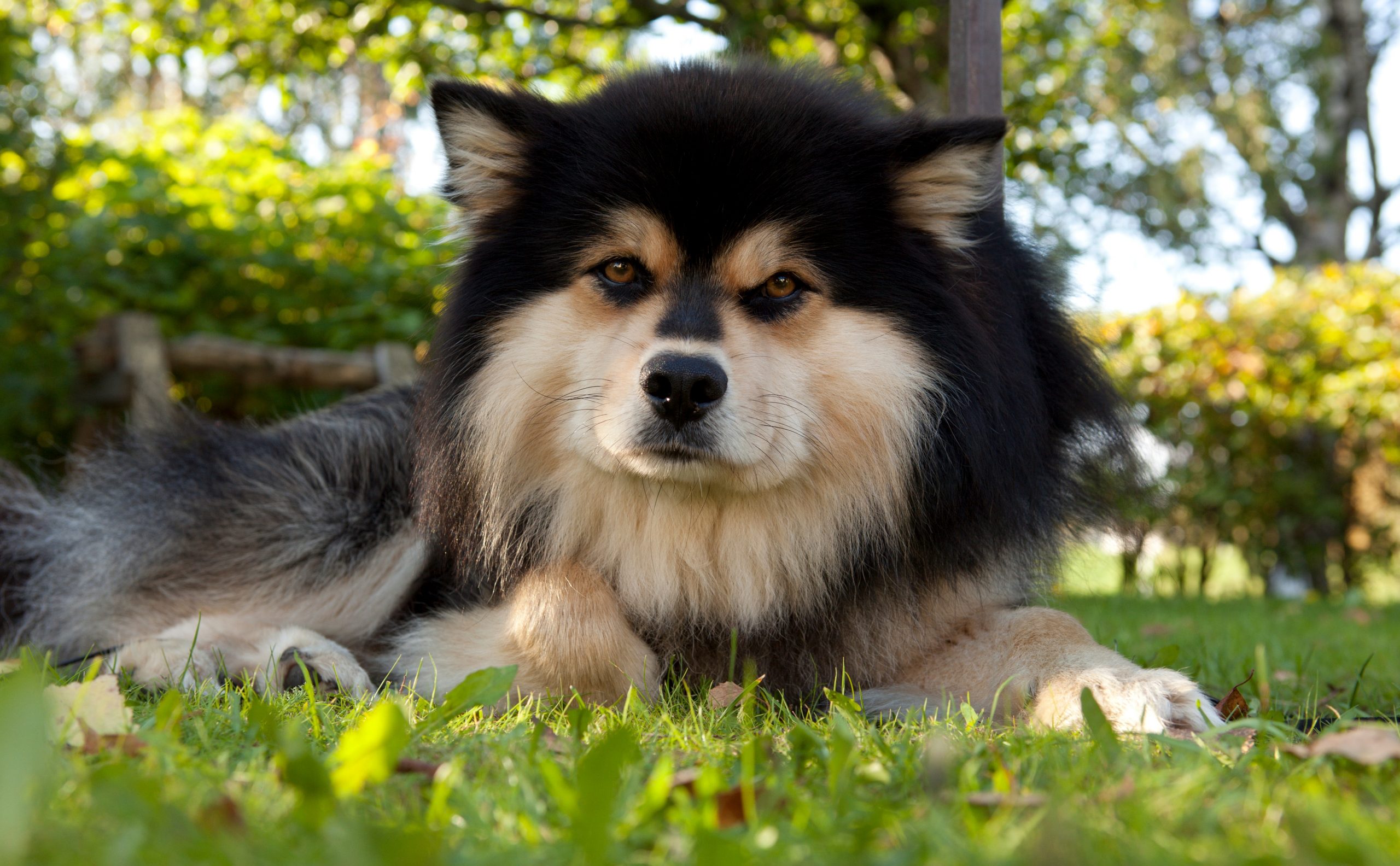 A,Finnish,Lapphund,Male,,Rests,In,A,Garden,On,A